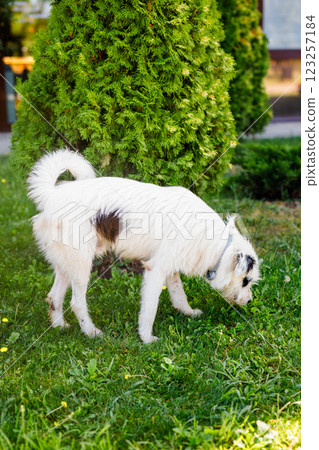 A very fluffy young homeless white dog with dark spots is napping on the lush green grass in the summer A very fluffy young homeless white dog with dark spots is napping on the lush green grass in the summer 123257184