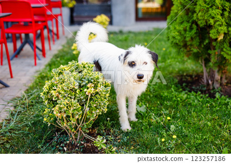 An extremely fluffy young stray white dog with black patches is lounging on a summer green lawn An extremely fluffy young stray white dog with black patches is lounging on a summer green lawn 123257186
