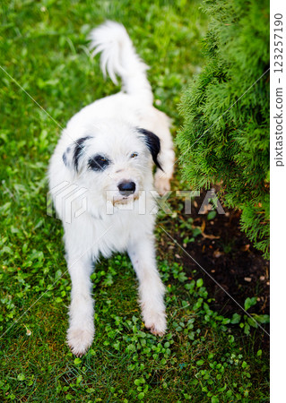 A homeless young fluffy white dog with black spots is resting on the green lawn in summer A homeless young fluffy white dog with black spots is resting on the green lawn in summer 123257190