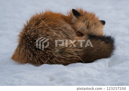 Zao fox village 123257208