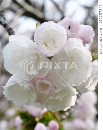 White double cherry blossoms White double cherry blossoms 123257243