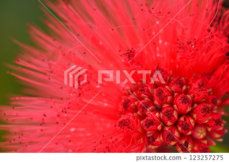 雨後的 Caliandra 123257275