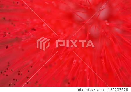 雨後的 Caliandra 123257278