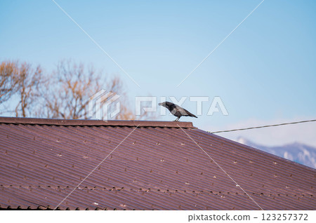 烏鴉棲息在屋頂上 123257372
