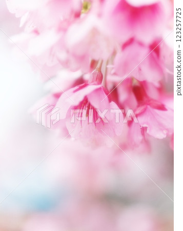 Kawazu cherry blossoms bathed in spring light Kawazu cherry blossoms bathed in spring light 123257725