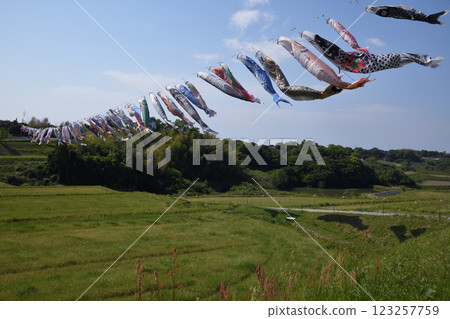 Carp streamers shaking in the wind 123257759