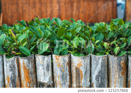 decorative natural bamboo fence for garden plants decorative natural bamboo fence for garden plants 123257808