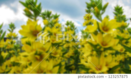 Creative theme of blooming flowers with a blurred background and bokeh elements for the background, screen saver or panel. 123257875