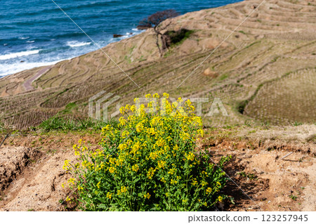 石川縣輪島市,白米千枚田,梯田和油菜花,三月 石川縣輪島市,白米千枚田,梯田和油菜花,三月 123257945