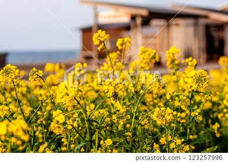 Suzu City, Ishikawa Prefecture, Salt production and spring scenery, March 123257996