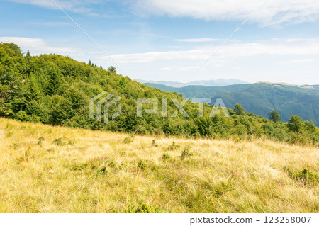 landscape of carpathian mountains in late summer. alpine scenery with primeval beech forest behind the grassy meadow beneath a cloudy sky at high noon. spectacular travel destination of ukraine 123258007