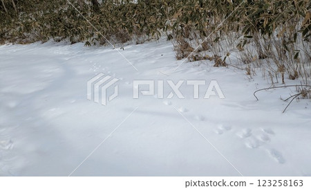 Footprint of Kita fox Footprint of Kita fox 123258163