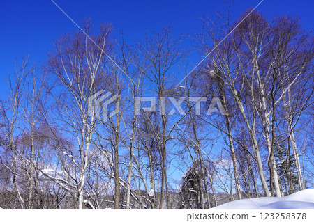 Looking up at the trees that have lost their winter leaves (Aikawa, Kimobetsu Town) 123258378