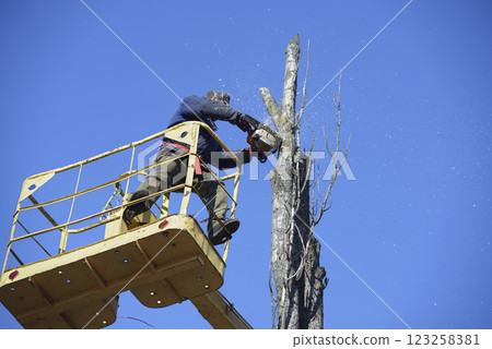 Municipal worker cut dead standing tree with chainsaw using truck-mounted lift 123258381