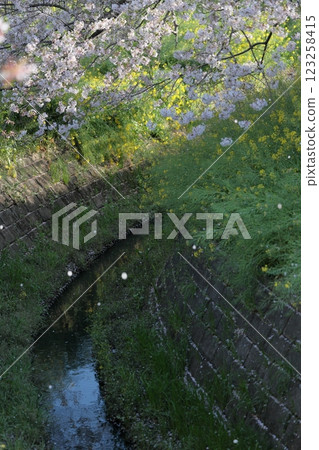 流淌著櫻花花瓣的小溪 流淌著櫻花花瓣的小溪 123258415