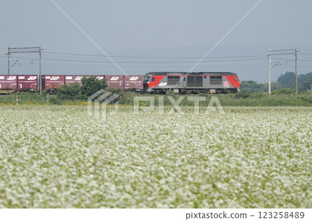 Hakodate Main Line Freight DF200 Diesel-electric locomotive running through buckwheat fields Hakodate Main Line Freight DF200 Diesel-electric locomotive running through buckwheat fields 123258489