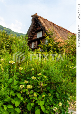 世界遺產白川村 初夏的花與合掌造房屋 六月 世界遺產白川村 初夏的花與合掌造房屋 六月 123258494