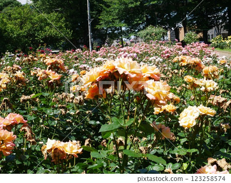 一邊的玫瑰 123258574