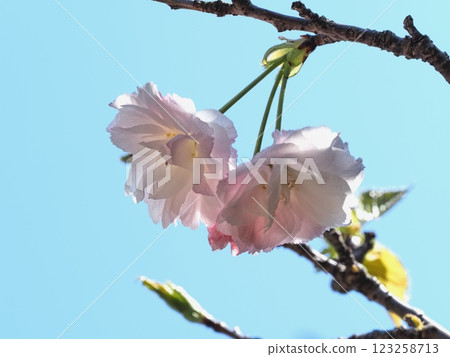 Double-flowered cherry blossoms Fugenzou Double-flowered cherry blossoms Fugenzou 123258713
