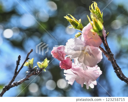 Double-flowered cherry blossoms Fugenzou Double-flowered cherry blossoms Fugenzou 123258715