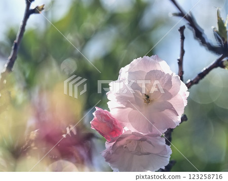 Double-flowered cherry blossoms Fugenzou 123258716