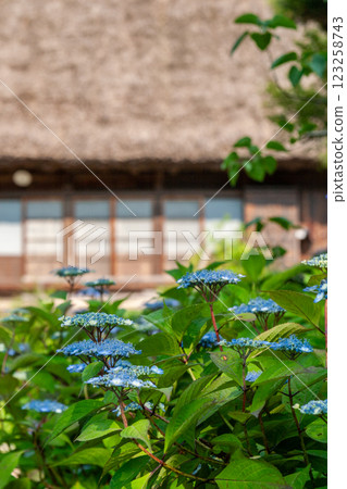 世界遺產白川村 初夏的花與合掌造房屋 六月 123258743