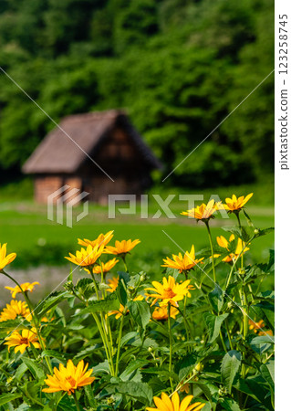 世界遺產白川村 初夏的花與合掌造房屋 六月 世界遺產白川村 初夏的花與合掌造房屋 六月 123258745
