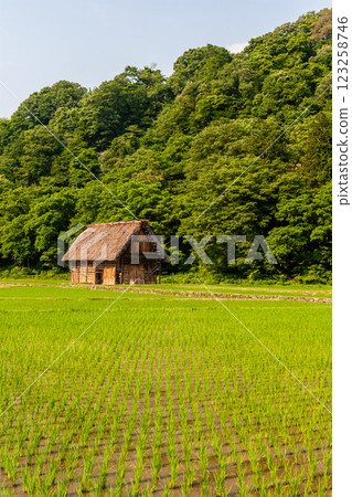 World Heritage Shirakawa Village (Shirakawa-go) Early summer flowers and Gassho-style houses June 123258746