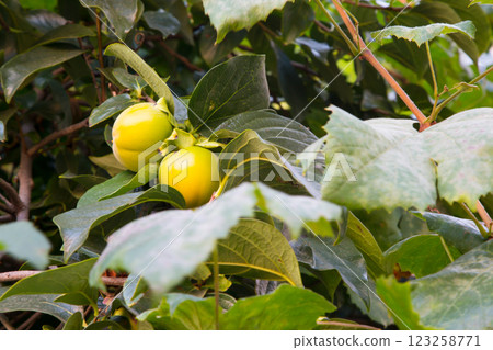 Persimmon tree Persimmon tree 123258771