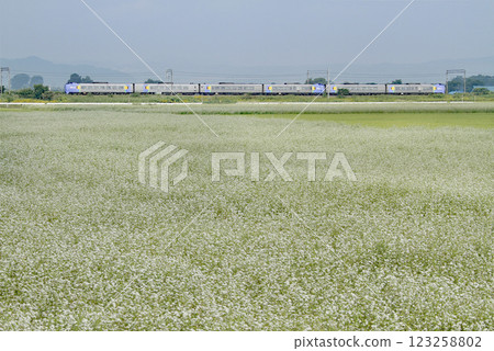 The Soya Express train runs on the Hakodate Main Line with buckwheat flowers in full bloom. The Soya Express train, Kiha 261 The Soya Express train runs on the Hakodate Main Line with buckwheat flowers in full bloom. The Soya Express train, Kiha 261 123258802
