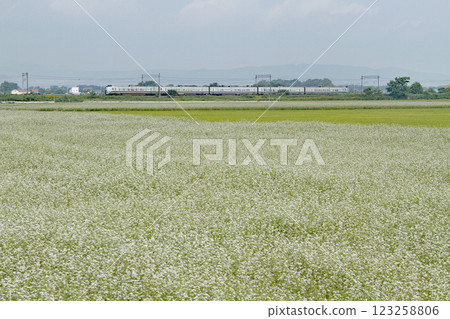 The Kamui express train runs through a buckwheat field in full bloom on the Hakodate Main Line. The Kamui express train runs through a buckwheat field in full bloom on the Hakodate Main Line. 123258806