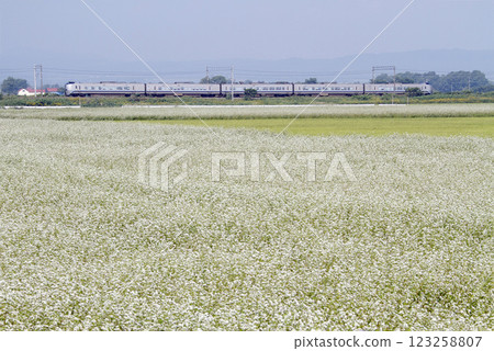 神威特快列車穿過函館本線上盛開的蕎麥田。 123258807
