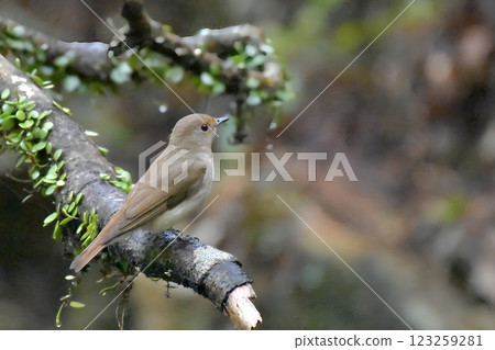 青花捕蠅器棲息在樹枝上 123259281