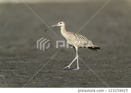Young curlew Young curlew 123259425