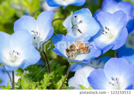 Nemophila and honey bee Nemophila and honey bee 123259553