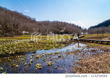 （岐阜縣飛驒市的自然風光）飛騨市池之原濕地的菘藍和沼澤金盞花，5月 123259564