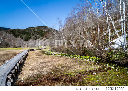 (Nature of Hida, Gifu Prefecture) Hida City, Ikenohara Marsh, Asian skunk cabbage and marsh marigolds, May (Nature of Hida, Gifu Prefecture) Hida City, Ikenohara Marsh, Asian skunk cabbage and marsh marigolds, May 123259631