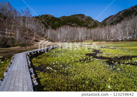 (Nature of Hida, Gifu Prefecture) Hida City, Ikenohara Marsh, Asian skunk cabbage and marsh marigolds, May (Nature of Hida, Gifu Prefecture) Hida City, Ikenohara Marsh, Asian skunk cabbage and marsh marigolds, May 123259642