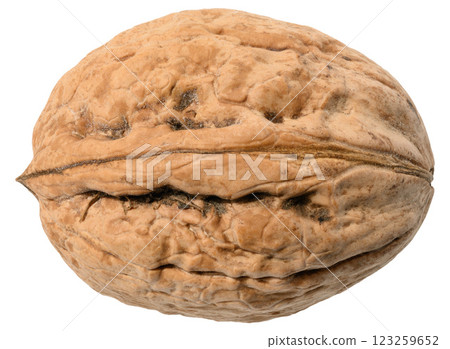 Whole walnut with textured shell close-up 123259652