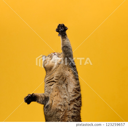 A curious tabby cat captured in a standing position with paws raised, as if reaching or playing. Yellow background 123259657