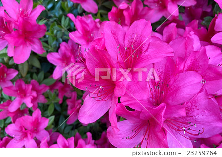 Azalea Azalea 123259764