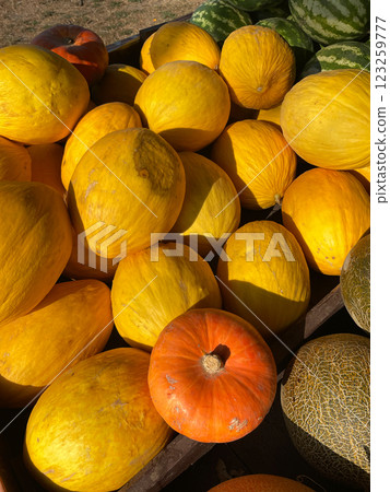 lots of ripe melons and pumpkin for food as background lots of ripe melons and pumpkin for food as background 123259777
