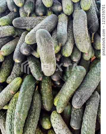vegetables green cucumbers for cooking as background vegetables green cucumbers for cooking as background 123259781