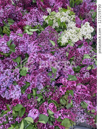 Fresh lilac flowers as background 123259790