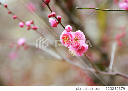 高知城的梅花 123259879