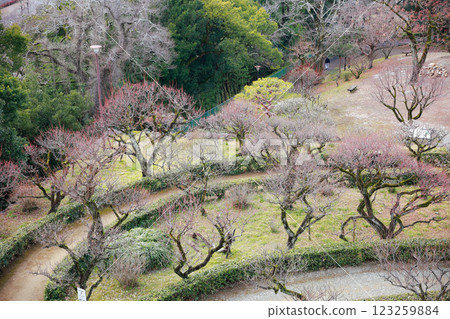 高知城的梅花 123259884