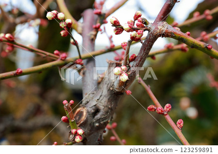 Plum blossoms at Kochi Castle Plum blossoms at Kochi Castle 123259891