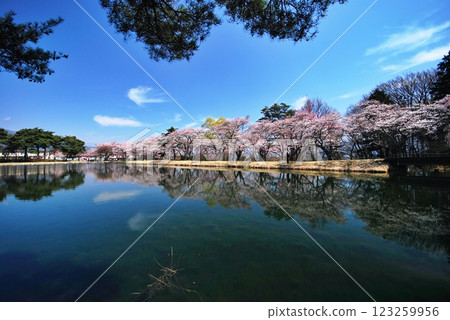 Cherry blossoms appearing on the surface of the water Cherry blossoms appearing on the surface of the water 123259956