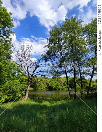 Trees with green leaves, bushes with green leaves and green grass on the river bank and blue sky with white clouds on a sunny spring day. Nature. Natural background 123259991