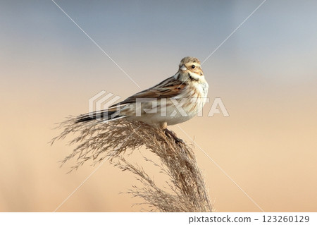 Reed bunting that stops at Yoshi Reed bunting that stops at Yoshi 123260129